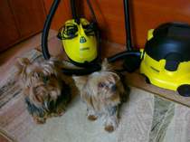 karchershire terrier